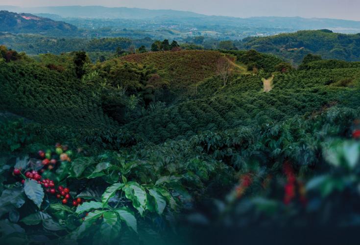 Coffee Plantation Sakleshpur Hassan