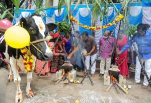 pongal2